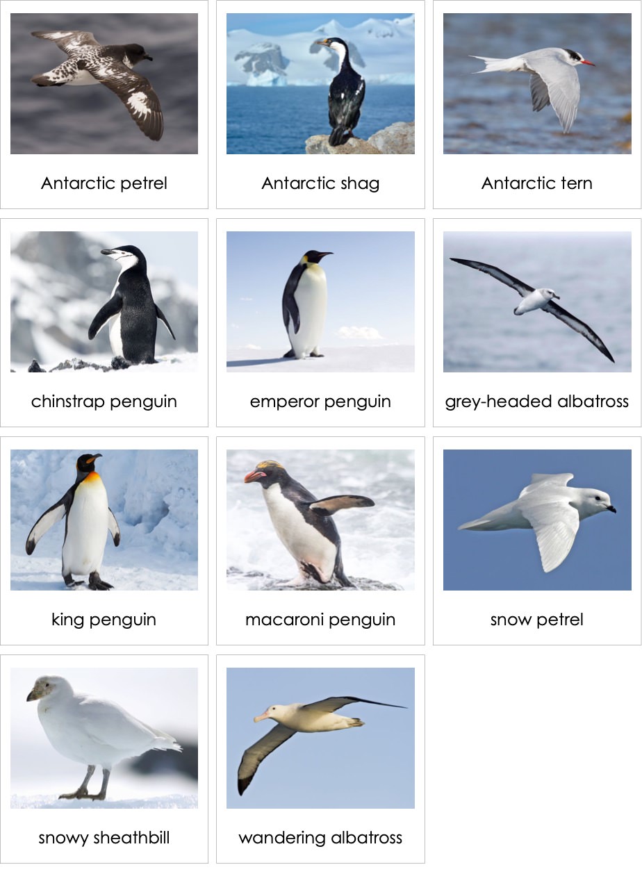 Birds Antarctica | AMI Digital