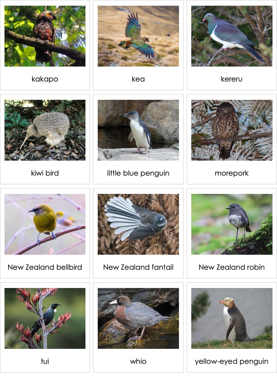 Birds of New Zealand | AMI Digital