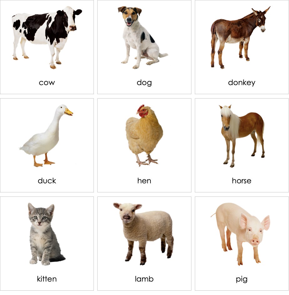 Animals Farm | AMI Digital