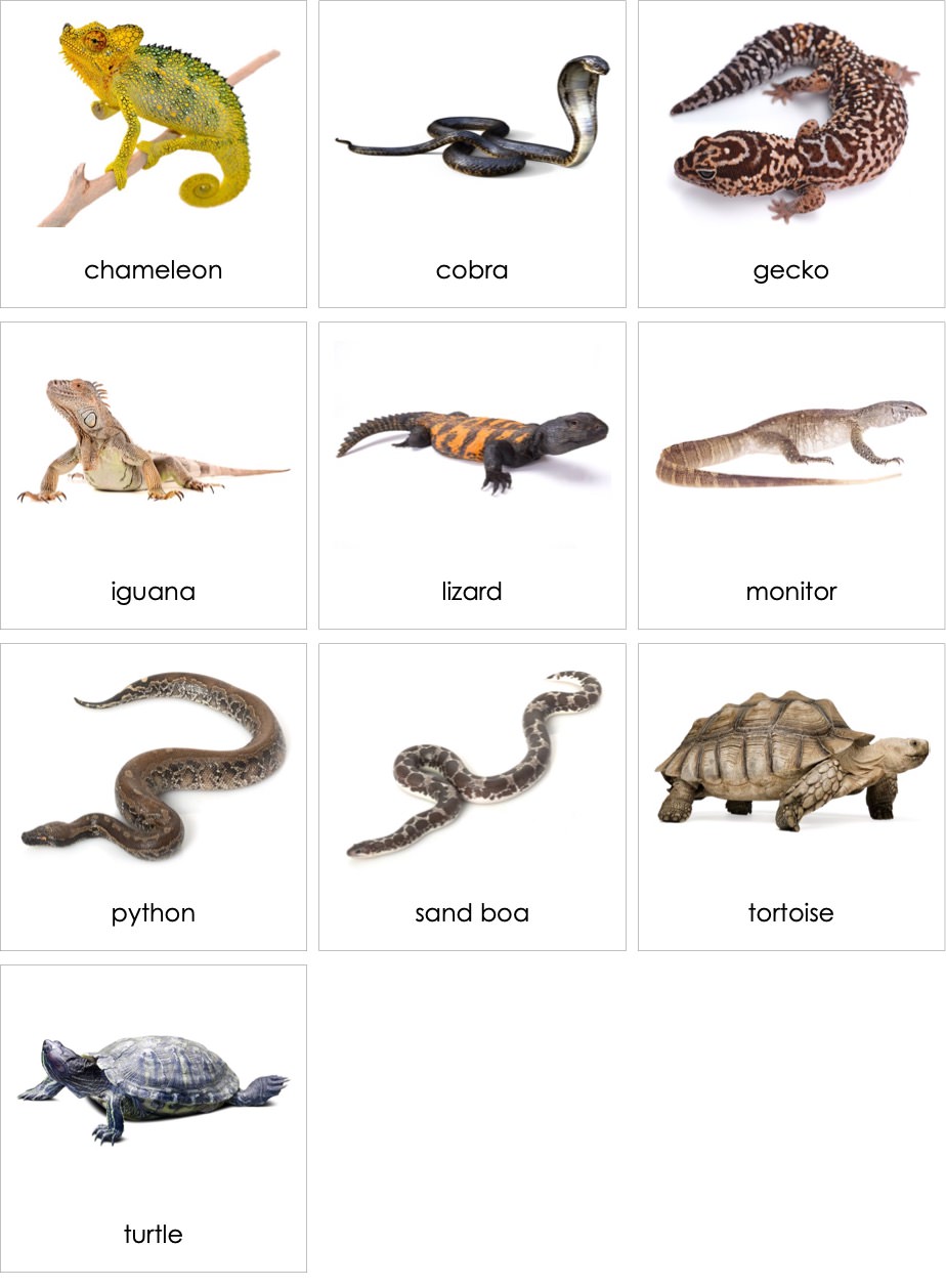 reptile animals list