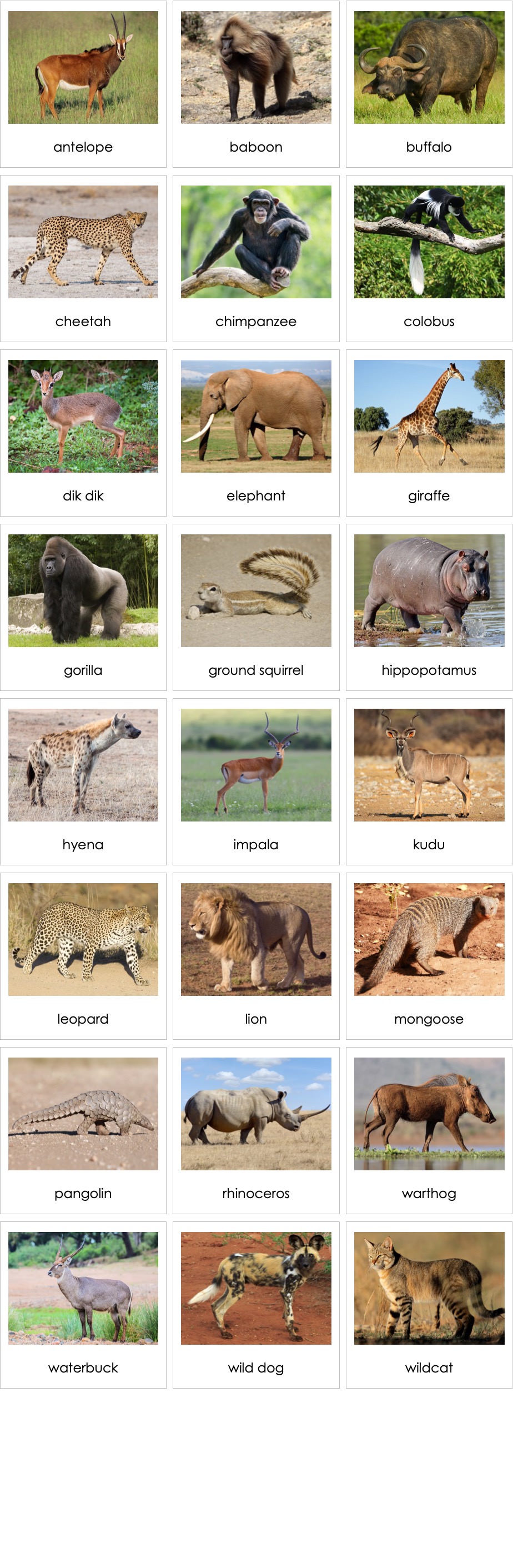 Mammals Africa 03 | AMI Digital