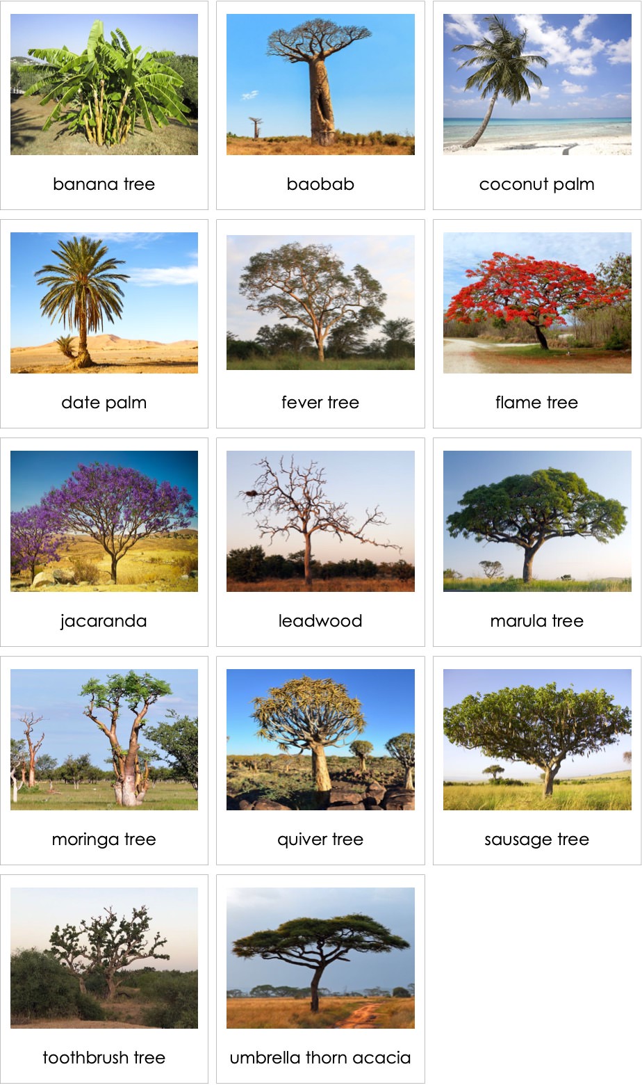 african plants and trees