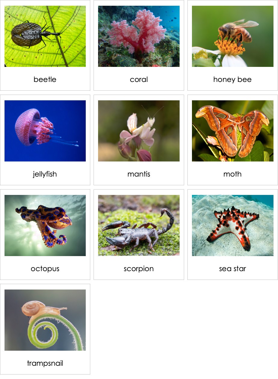 Invertebrates Asia | AMI Digital