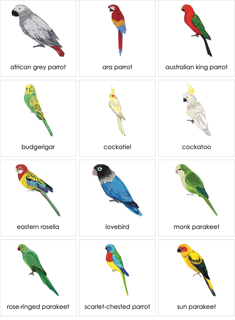 Birds Parrots | AMI Digital