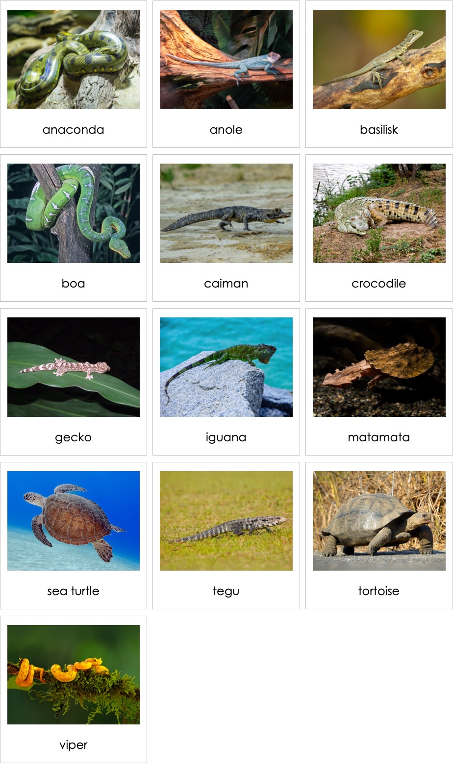 Reptiles South America AMI Digital
